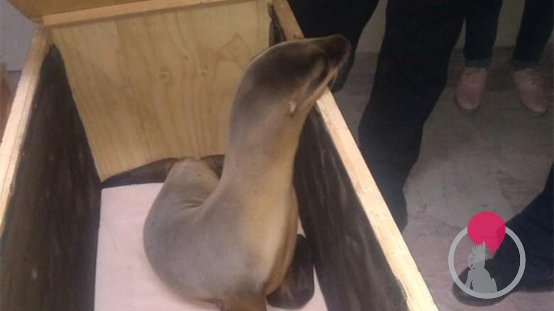 Arrestan a dos por tráfico de lobos marinos.