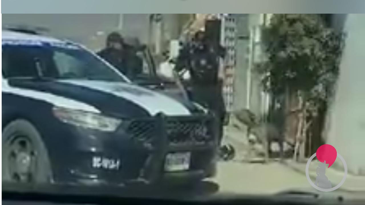 Policía Municipal de Tijuana mata a perro