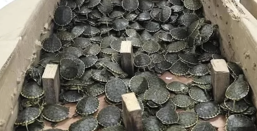 RESCATAN A 3 MIL 450 TORTUGAS PAVORREAL EN OPERATIVO DE CHIAPAS