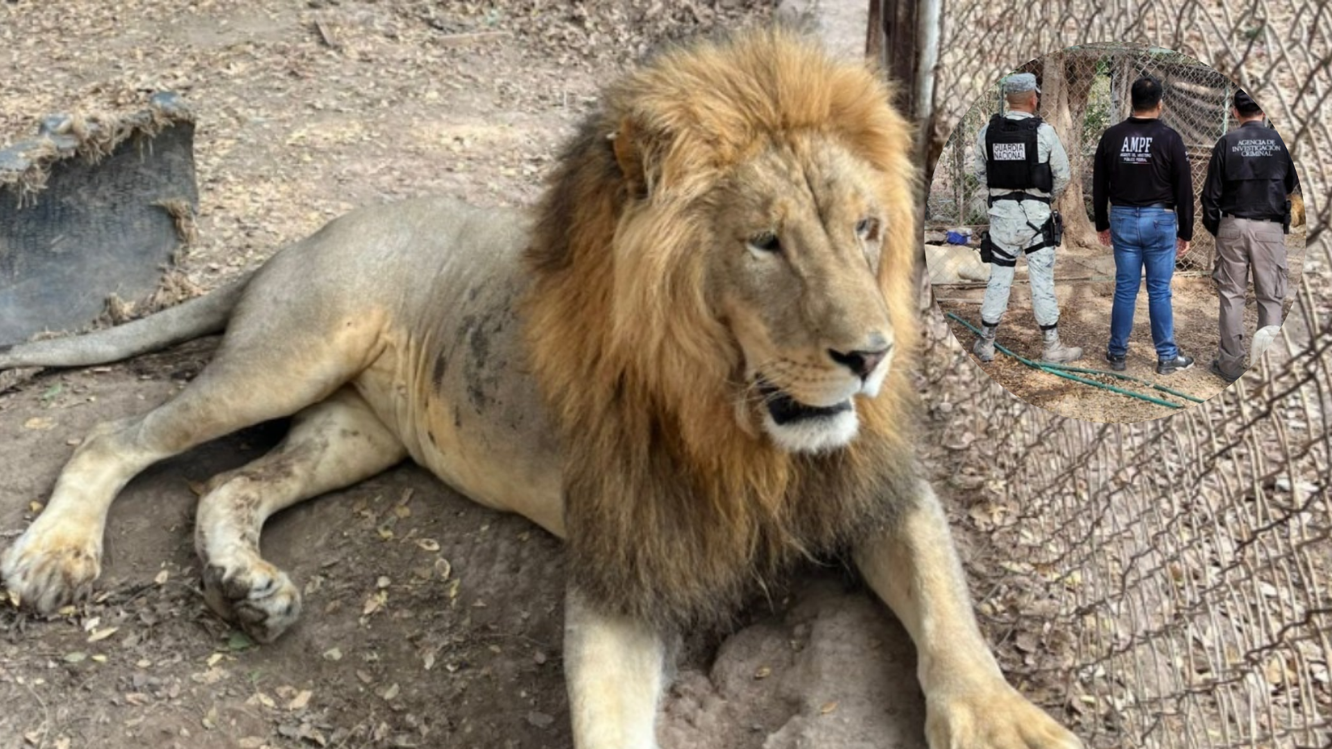 Rescatan a dos leones en Nayarit.