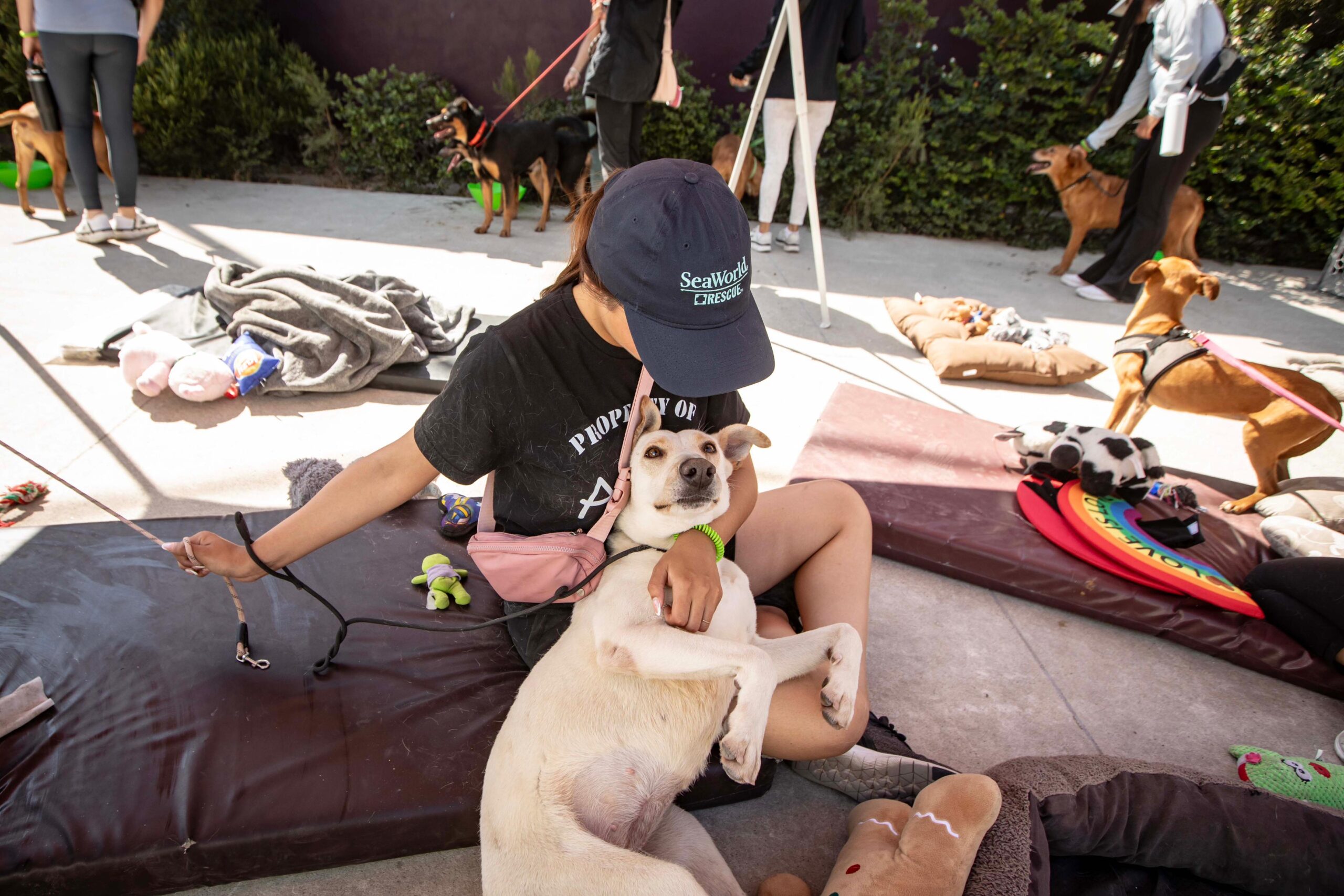Voluntarios ayudan a rehabilitar emocionalmente a perros del refugio municipal