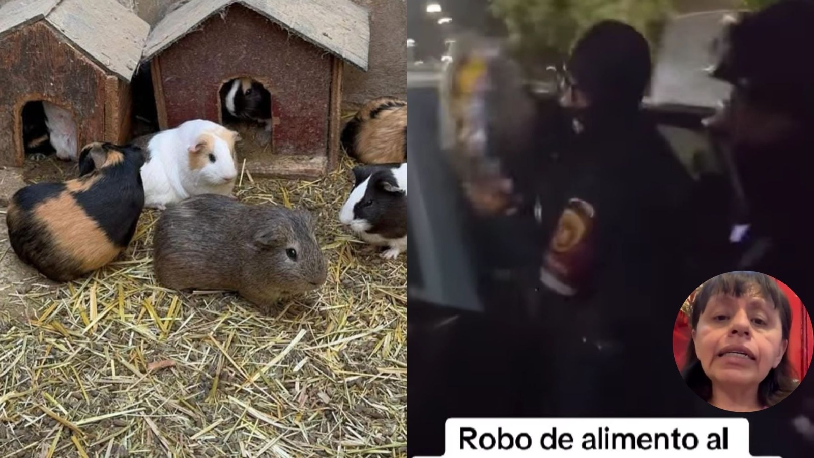 Organización criminal de Jalisco en contra de los animalitos; Albergue denuncia que fue extorsionado para pagar 50 mil pesos al mes.