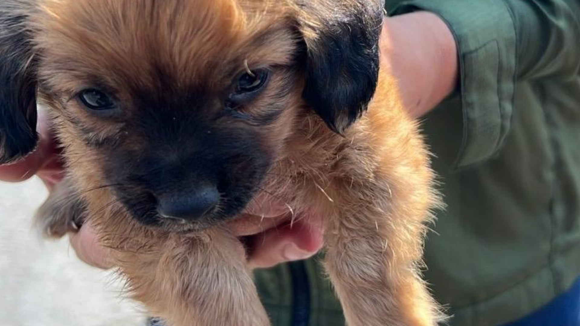 Rescata Gobierno Municipal de Tijuana a canino que era vendido ilegalmente en vía pública