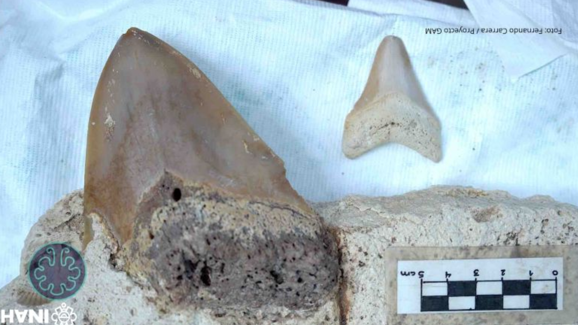 Hallan fósil de megalodón en el cenote Maravilla, en Puerto Morelos