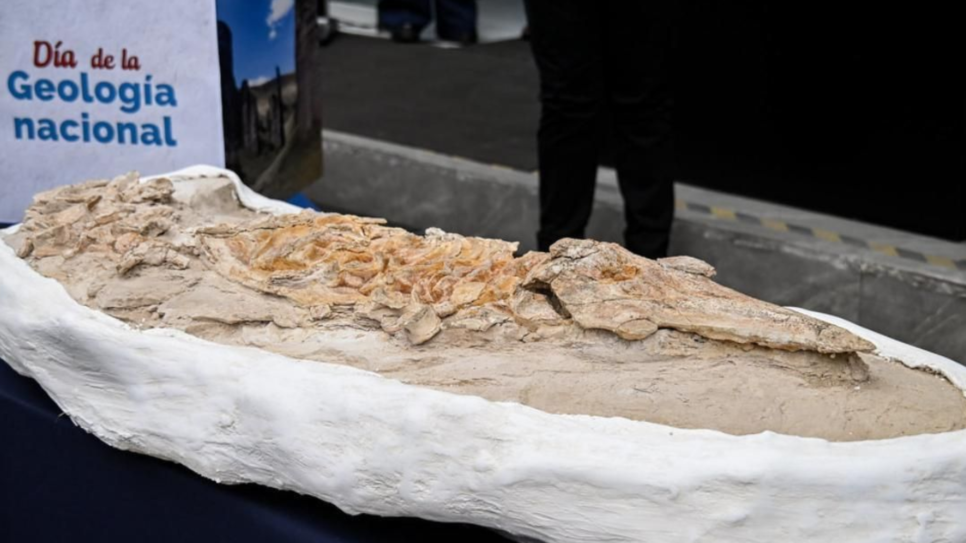 Localizan en Perú fósil de delfín marino de hasta 12 millones de años