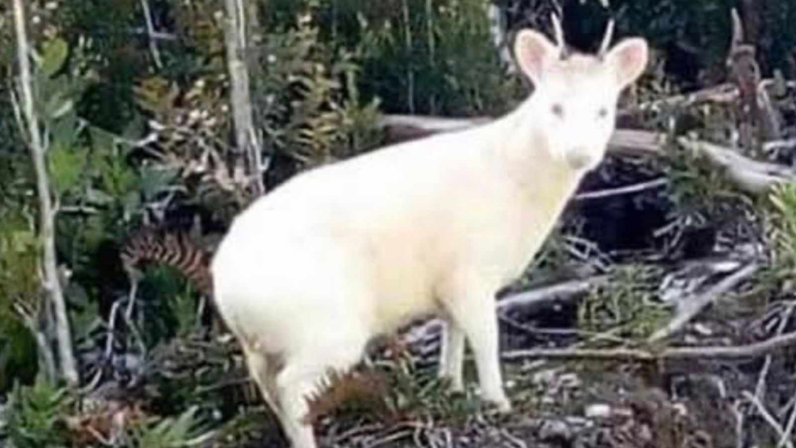 El pudú albino en peligro de extinción. 