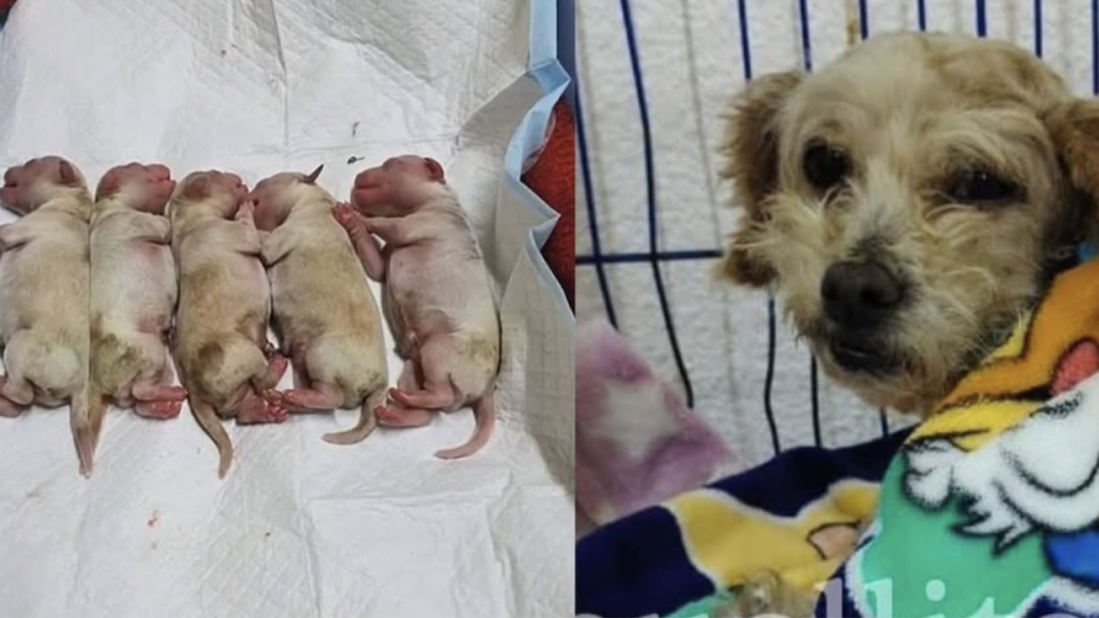 Fallecen tres cachorritos de la perrita “Cereza”