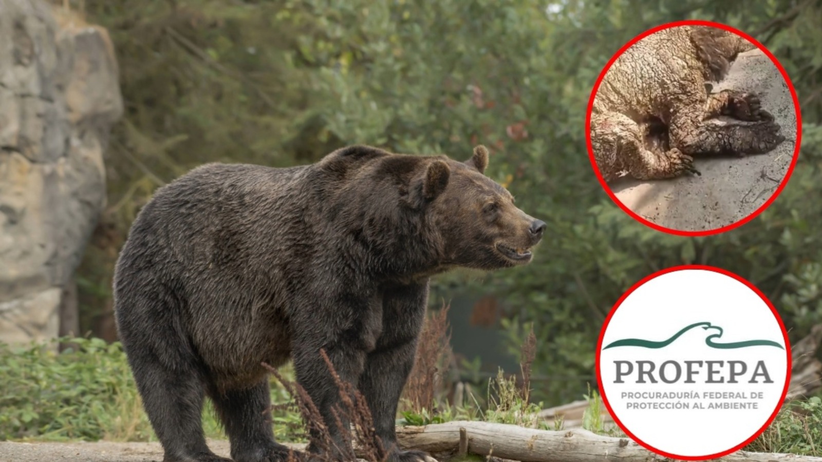 Separan del cargo a Coordinador de Zoológico La Pastora por mal estado de osa ‘Mina’