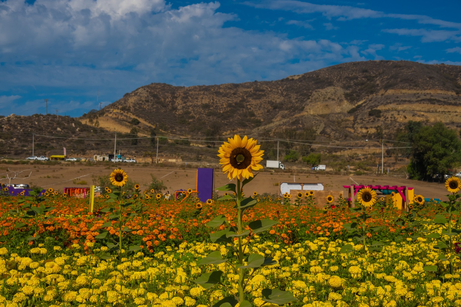 Mictlán: un viaje entre flores, mitología y tradición en Tijuana