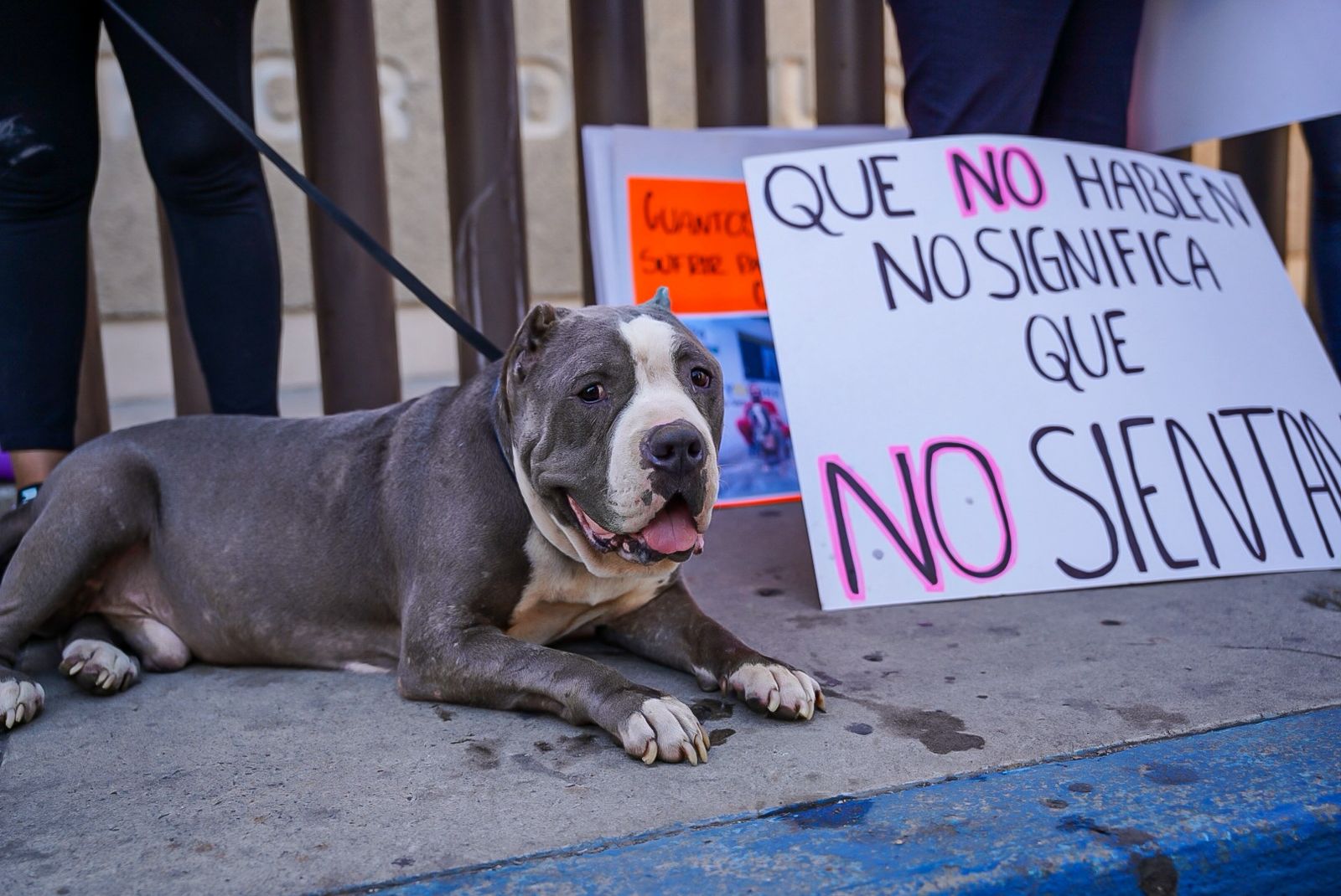 “Leyes que se cumplan y que los castiguen de verdad”, exigen justicia por los animales