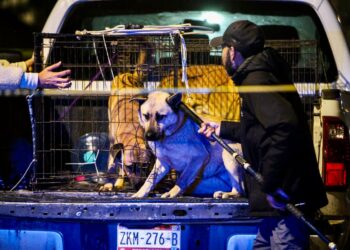 Menor de 4 años resulta gravemente herido tras ataque de perros en el Ejido Matamoros