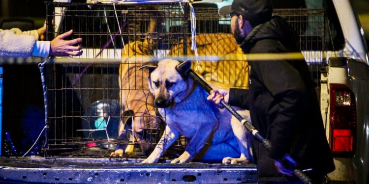 Menor de 4 años resulta gravemente herido tras ataque de perros en el Ejido Matamoros