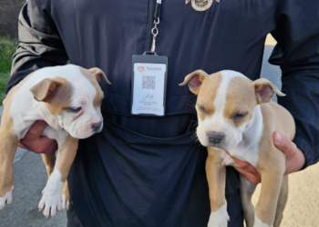 Rescata XXV Ayuntamiento de Tijuana a cuatro caninos que eran comercializados en la vía pública, en las inmediaciones del bulevar Las Américas