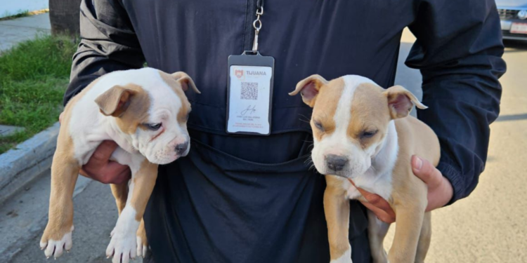 Rescata XXV Ayuntamiento de Tijuana a cuatro caninos que eran comercializados en la vía pública, en las inmediaciones del bulevar Las Américas