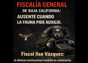 “PROFEPA en BC: ausente cuando la fauna pide auxilio”: colectivos animalistas exigen a la FGE seguimiento a casos de violencia contra animales