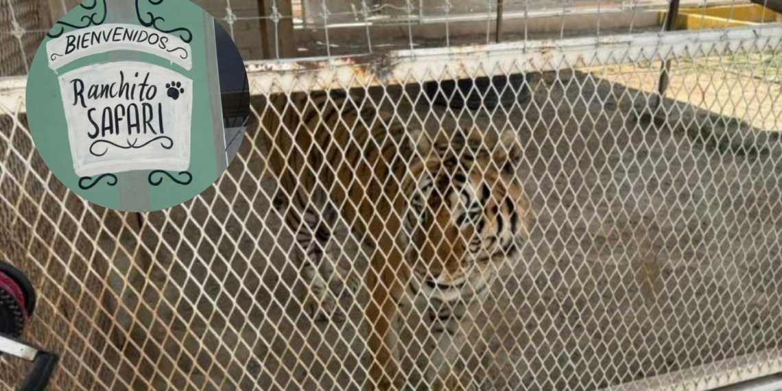 Clausuran zoológico clandestino en Coahuila