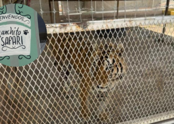 Clausuran zoológico clandestino en Coahuila