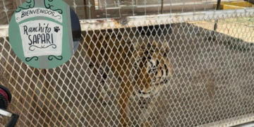 Clausuran zoológico clandestino en Coahuila