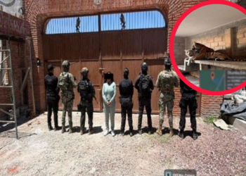 Capturan a mujer bélica con armas y animales exóticos en Edomex