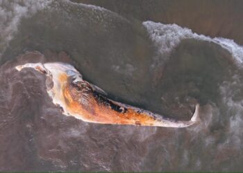 Ballena sin vida aparece en Playas de Rosarito y causa expectación entre visitantes