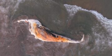 Ballena sin vida aparece en Playas de Rosarito y causa expectación entre visitantes