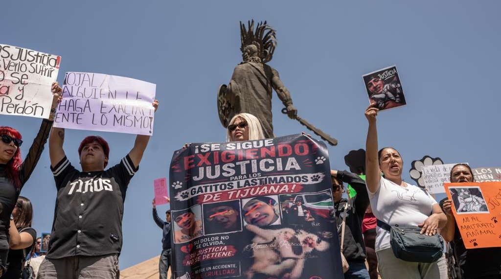 Protestan en Tijuana para exigir justicia a Fiscalía por gato torturado