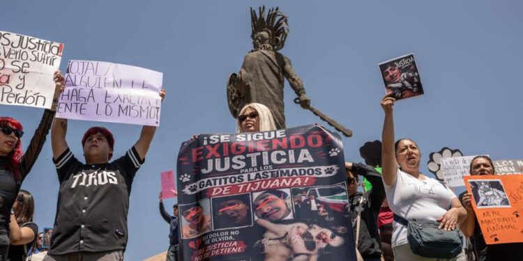Protestan en Tijuana para exigir justicia a Fiscalía por gato torturado