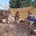 Hallan restos óseos en jornada de búsqueda en el poblado Miguel Alemán