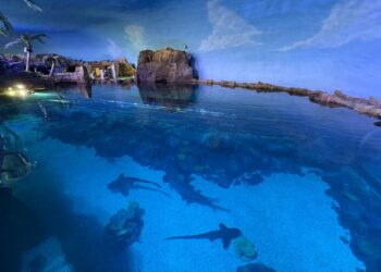 Shark Encounter reabre sus puertas en SeaWorld San Diego este 22 de mayo