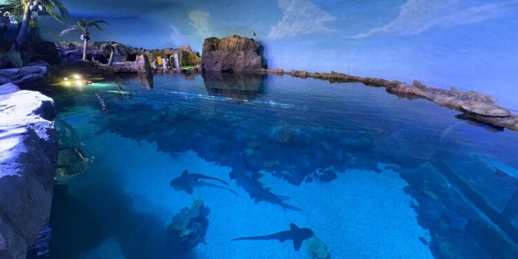 Shark Encounter reabre sus puertas en SeaWorld San Diego este 22 de mayo