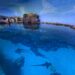 Shark Encounter reabre sus puertas en SeaWorld San Diego este 22 de mayo