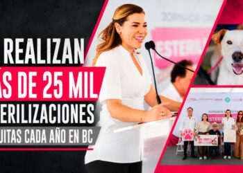 Más de 25 mil esterilizaciones gratuitas se realizan cada año en Baja California