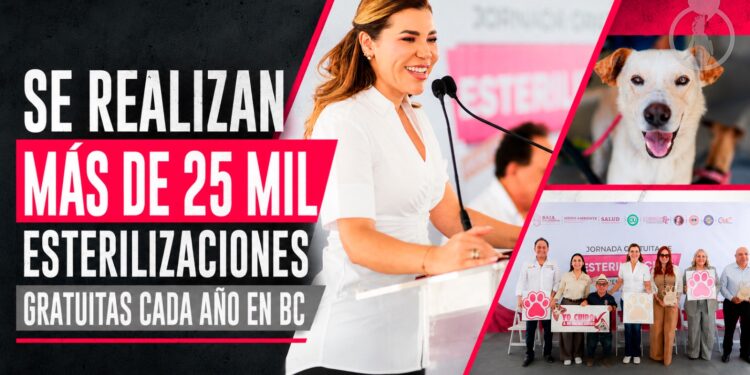 Más de 25 mil esterilizaciones gratuitas se realizan cada año en Baja California