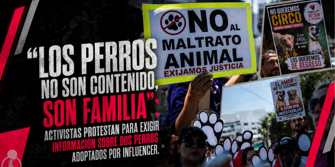 “Los perros no son contenido, son familia”; activistas protestan para exigir información sobre dos perros adoptados por influencer