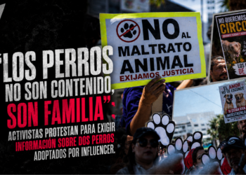 “Los perros no son contenido, son familia”; activistas protestan para exigir información sobre dos perros adoptados por influencer