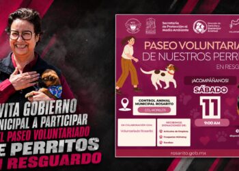 Invita Gobierno Municipal a participar en el Paseo Voluntariado de Perritos en Resguardo