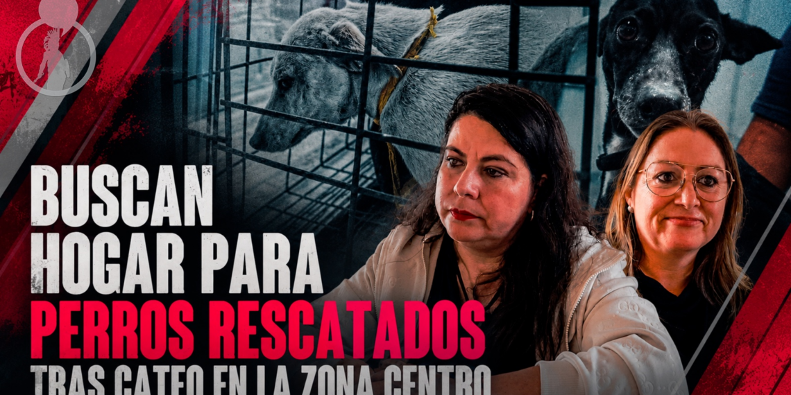 Buscan hogar para perros rescatados tras cateo en la Zona Centro; piden impulsar su adopción