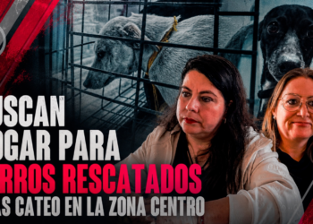 Buscan hogar para perros rescatados tras cateo en la Zona Centro; piden impulsar su adopción