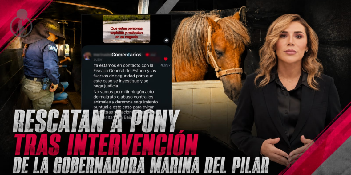 Rescatan a pony tras intervención de la gobernadora Marina del Pilar