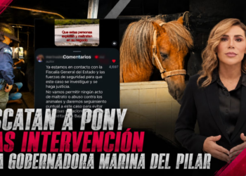 Rescatan a pony tras intervención de la gobernadora Marina del Pilar