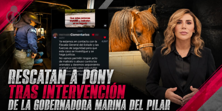Rescatan a pony tras intervención de la gobernadora Marina del Pilar