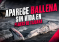 Aparece ballena sin vida en Playas de Tijuana