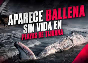 Aparece ballena sin vida en Playas de Tijuana