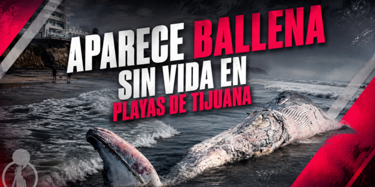Aparece ballena sin vida en Playas de Tijuana