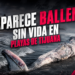 Aparece ballena sin vida en Playas de Tijuana