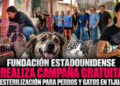 Fundación estadounidense realiza campaña gratuita de esterilización para perros y gatos en Tijuana