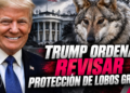 Trump ordena revisar protección de lobos grises