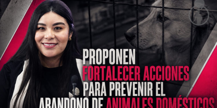 PROPONEN FORTALECER ACCIONES PARA PREVENIR EL ABANDONO DE ANIMALES DOMÉSTICOS