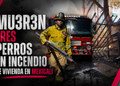 Mueren tres perros en incendio de vivienda en Mexicali; rescatan a uno