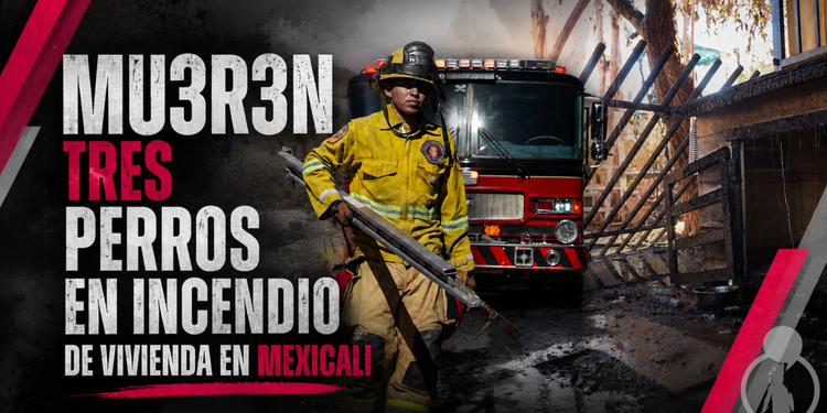 Mueren tres perros en incendio de vivienda en Mexicali; rescatan a uno